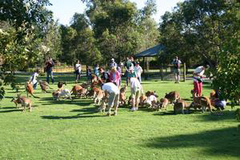 Enjoy a show at Caversham Wildlife Park that will entertain the whole family.
