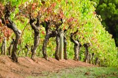 Visit wineries in the Margaret River region with the Cape to Cape tour.