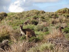 Discover kangaroos and other wildlife on the Cape to Cape tour. 