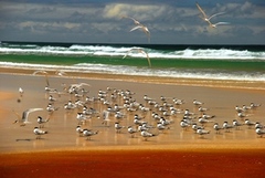 See the wildlife on the eco tour which departs Pemberton Western Australia.