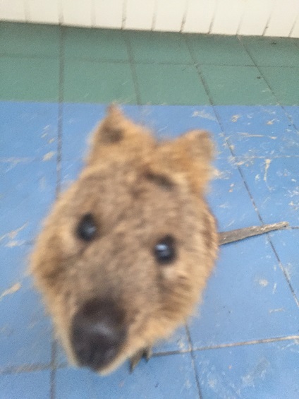 Little Kev and Chad on Rottnest Island