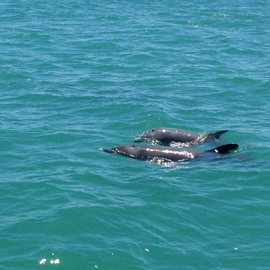 Dolphins at the local beach in Perth