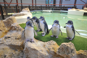See the cutest Penguins in Perth