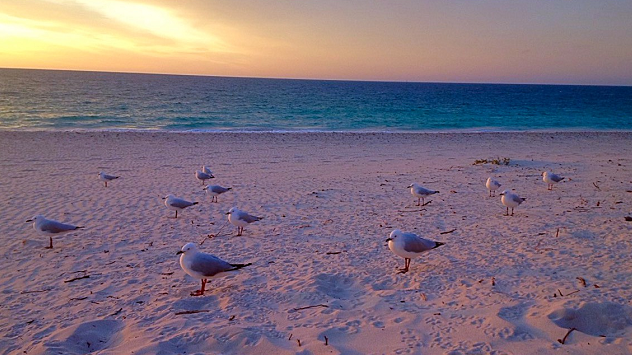 Seagulls rallying for Sunset at the Beach in Perth
