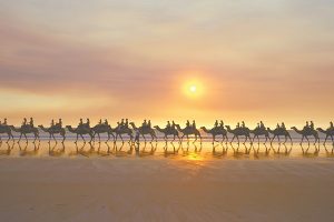 Cable beach camel ride