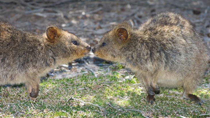 Quokkas on Rottnest Island - Perth Tours