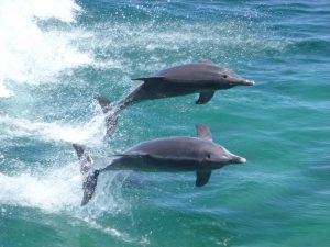 Dolphin Adventure Cruise