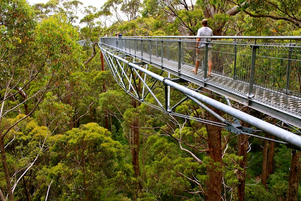 Valley of the Giants Treetop Walk - Sightseeing south-west