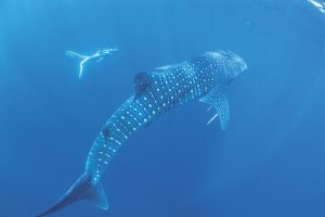 Whale Sharks Ningaloo 