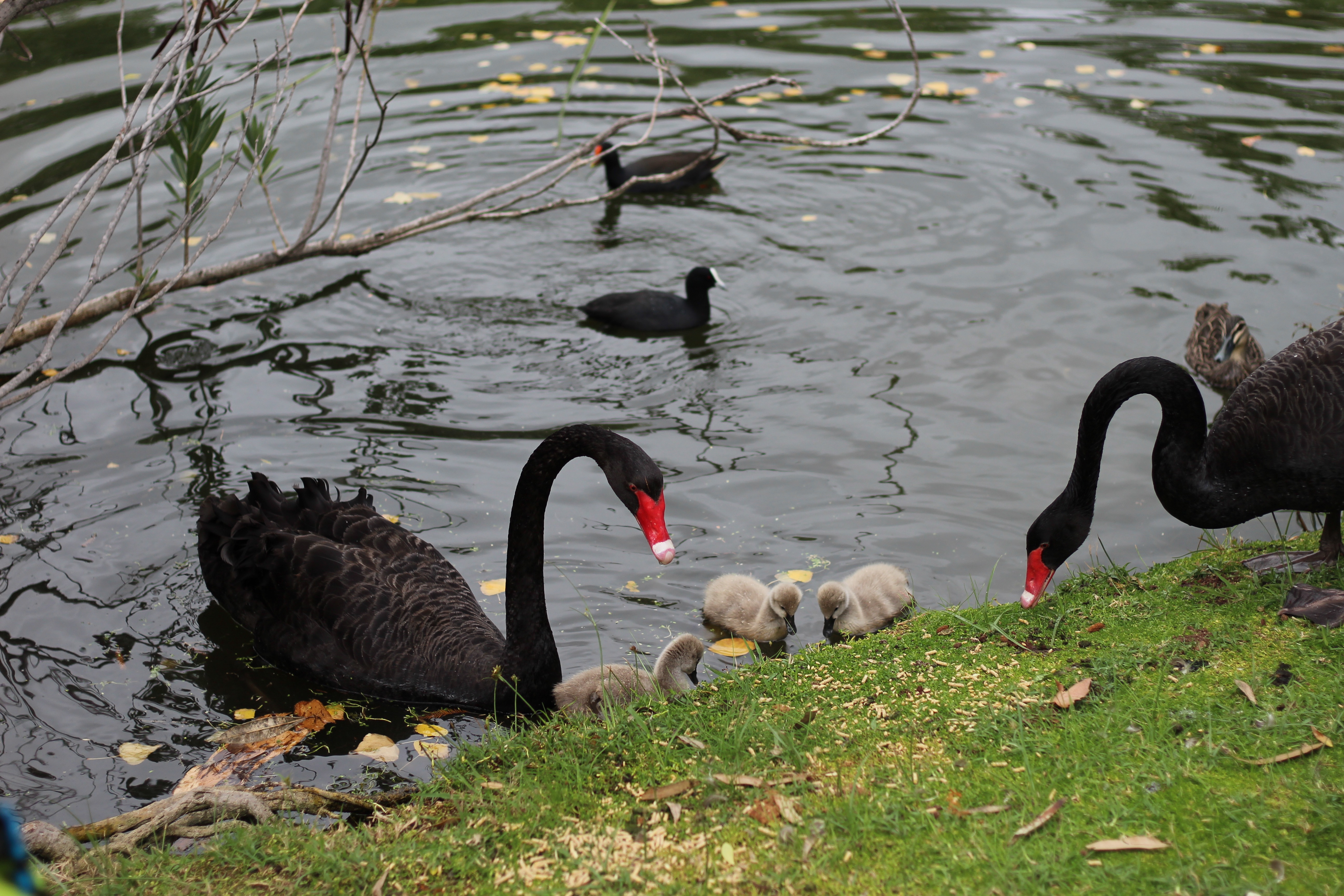 Black Swans, Perth City - Places to see in Perth
