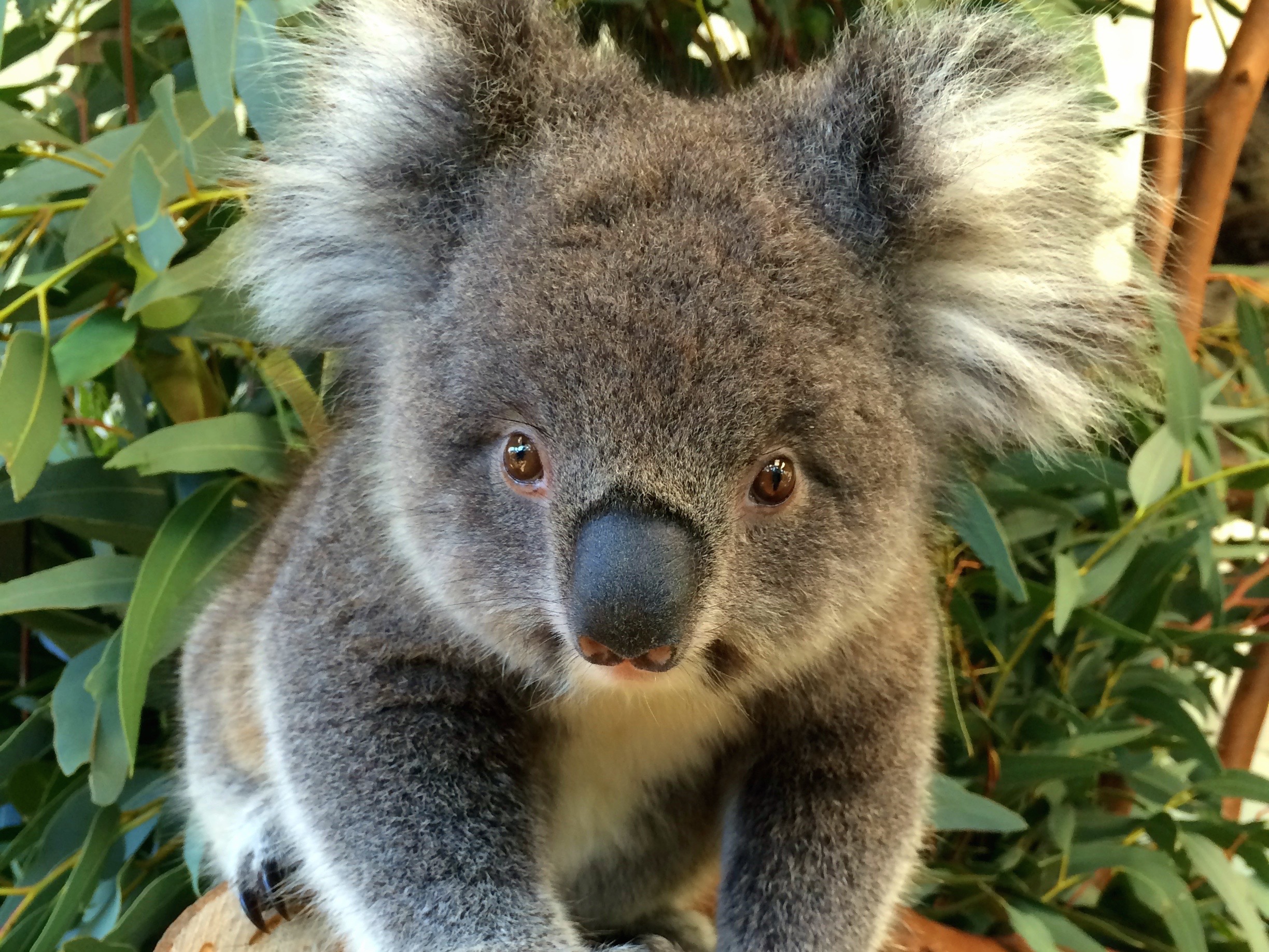 Visit Caversham wildlife park when you book a pass with Sightseeing Pass Australia