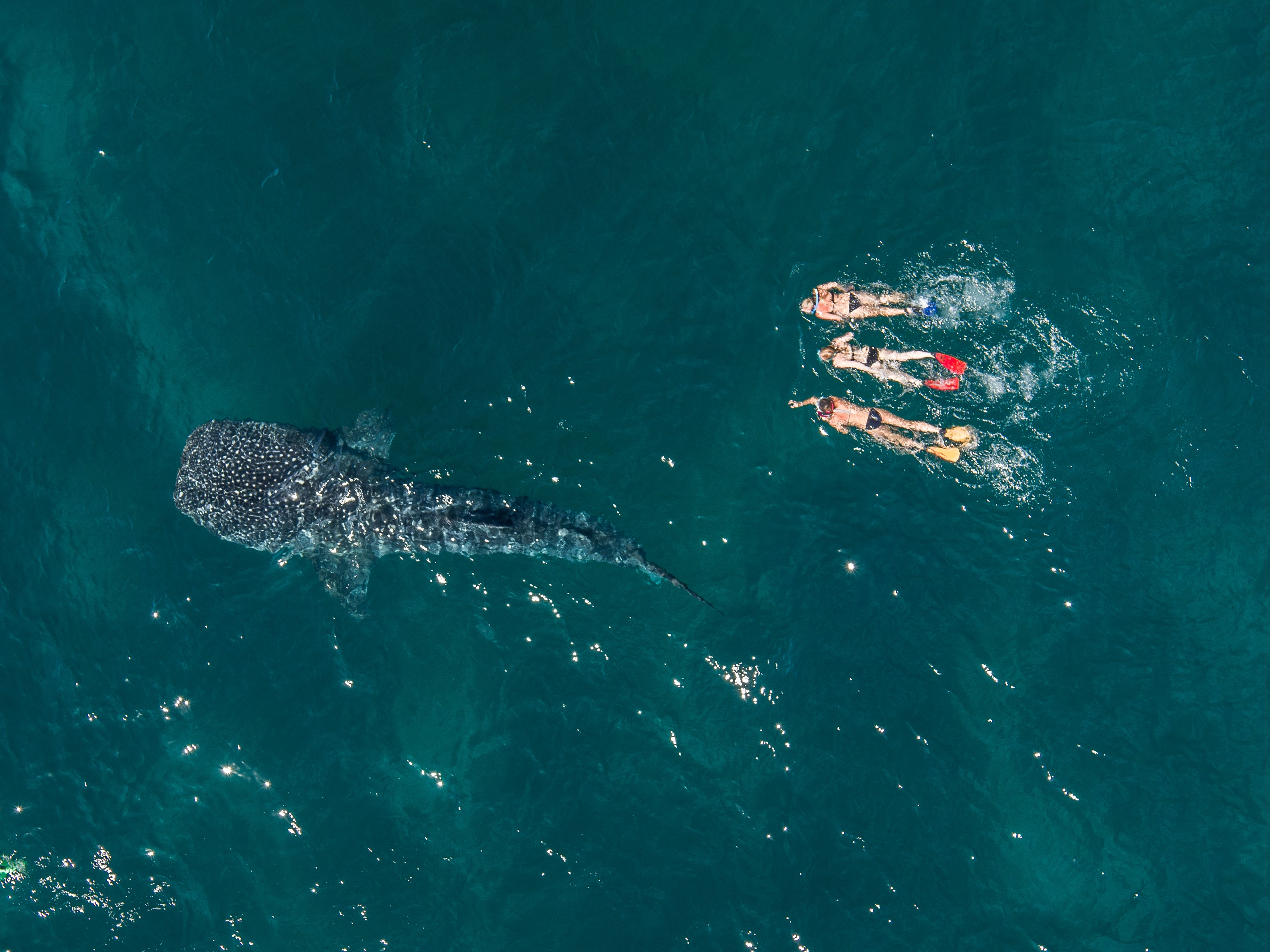 Ningaloo Whale Shark Swim - Ningaloo Day Tours