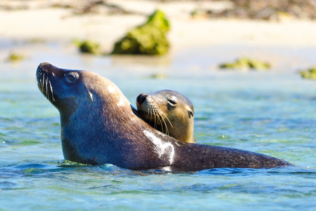 Explore Shoalwater Marine Park on Your Study Break - Attractions in Perth