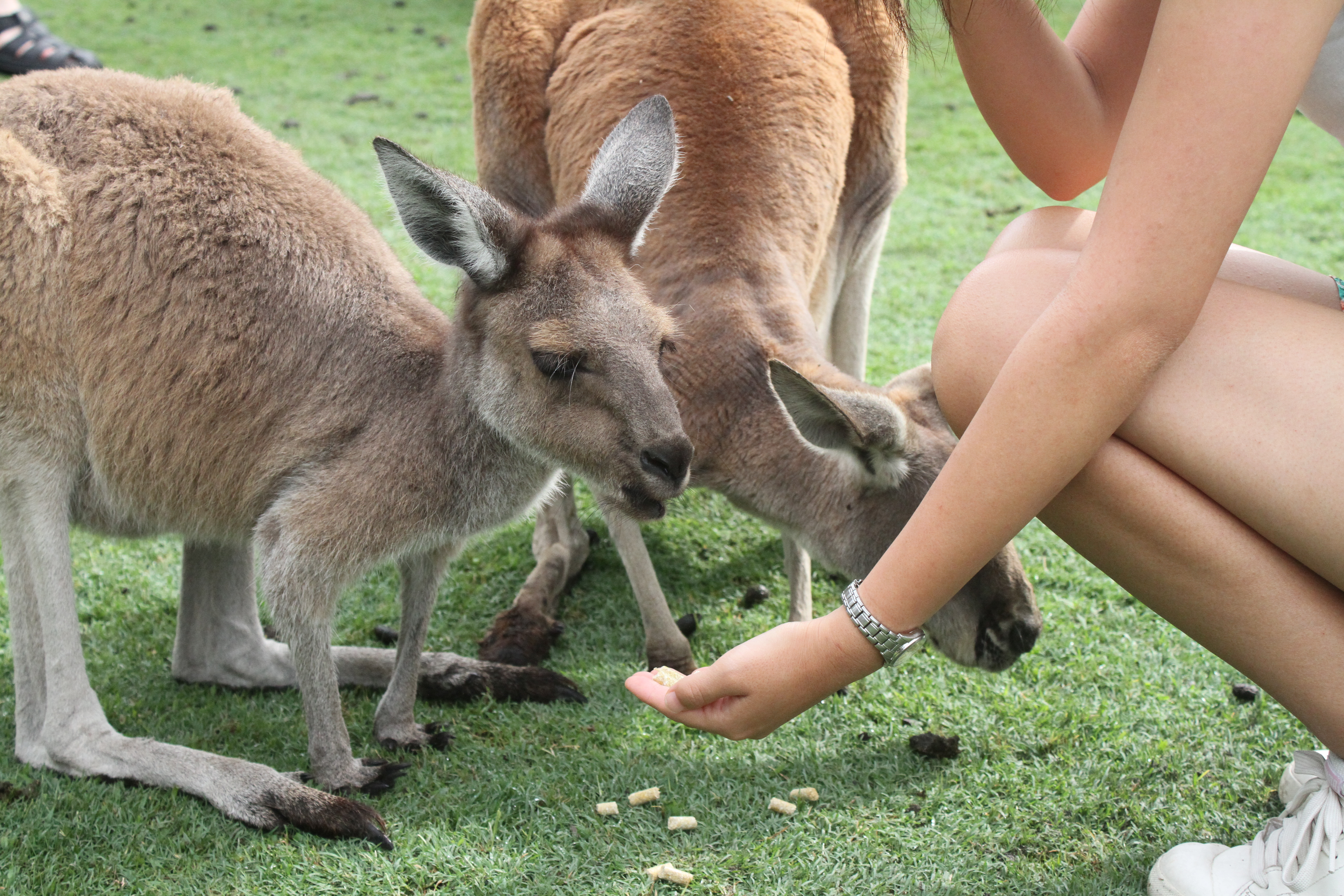 Kangaroo, Caversham Wildlife Park