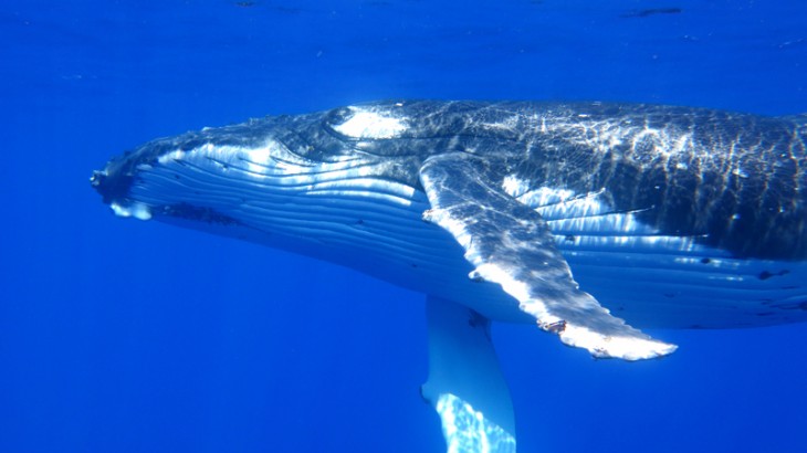 Humpback Whale Interaction Experience