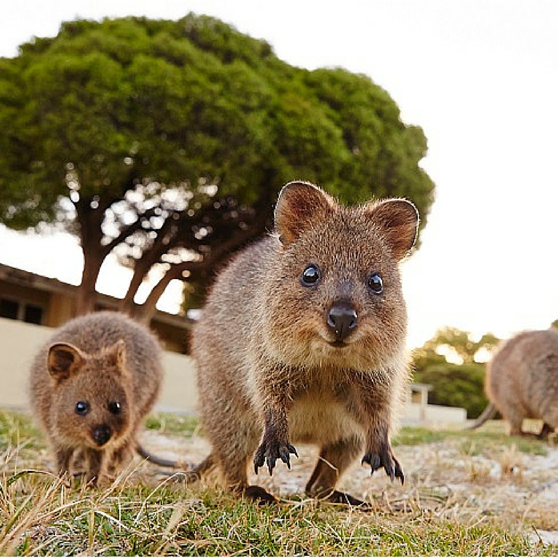 Board the ferry from Perth to explore Rottnest Island