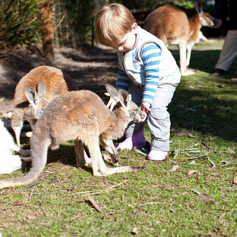 ExploreCaversham Wildlife Parkthe Pinnacles and Caversham Wildlife Park on a full day tour from Perth