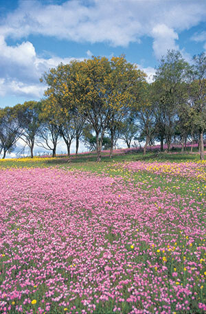 Perth Wildflowers Tours