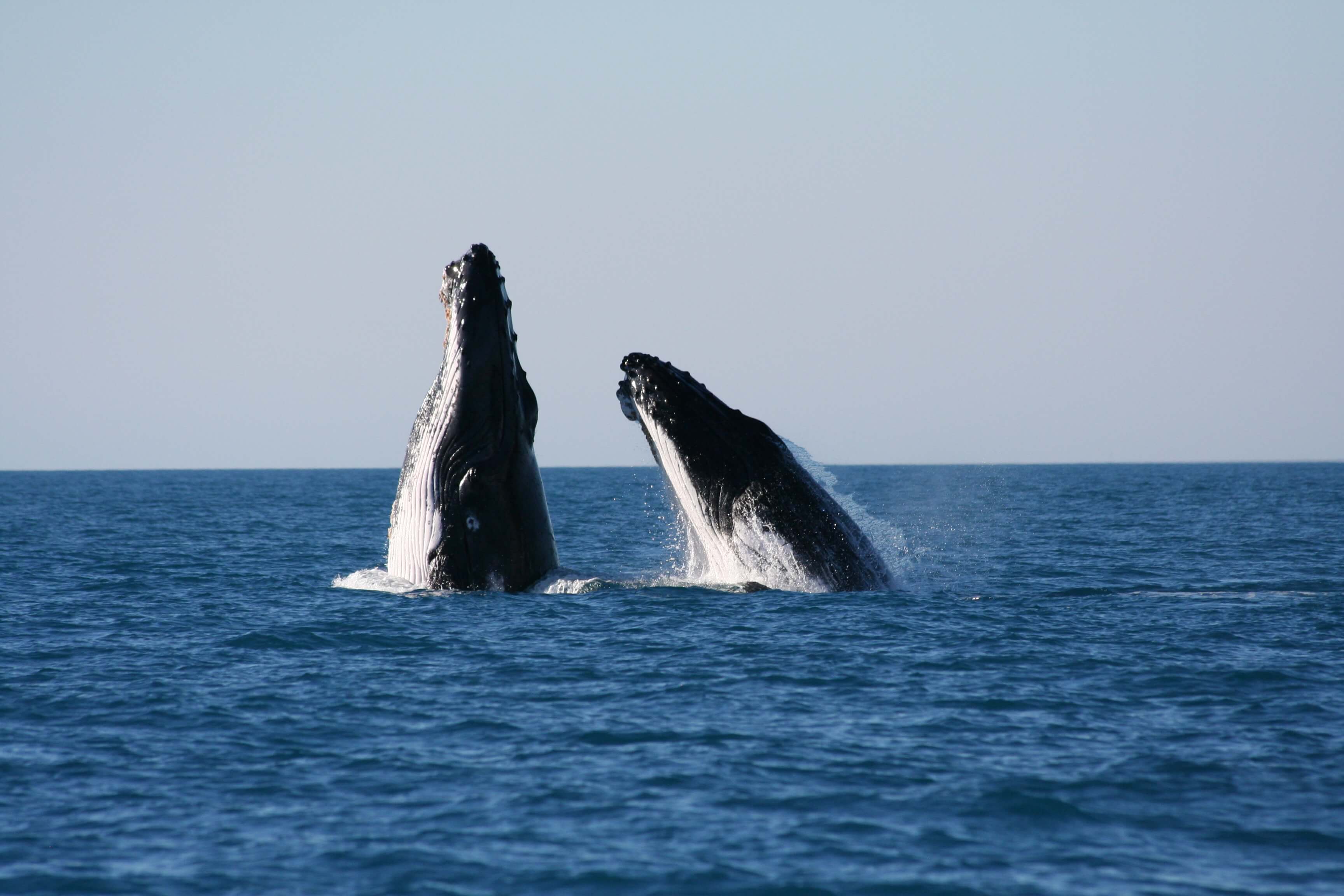 Whales - Western Australia Day Tours