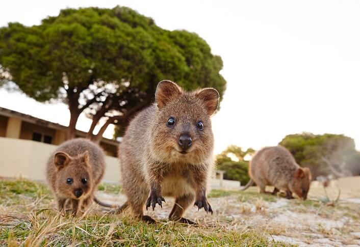 Visit the worlds happiest animal, the quokka, on Rottnst Island