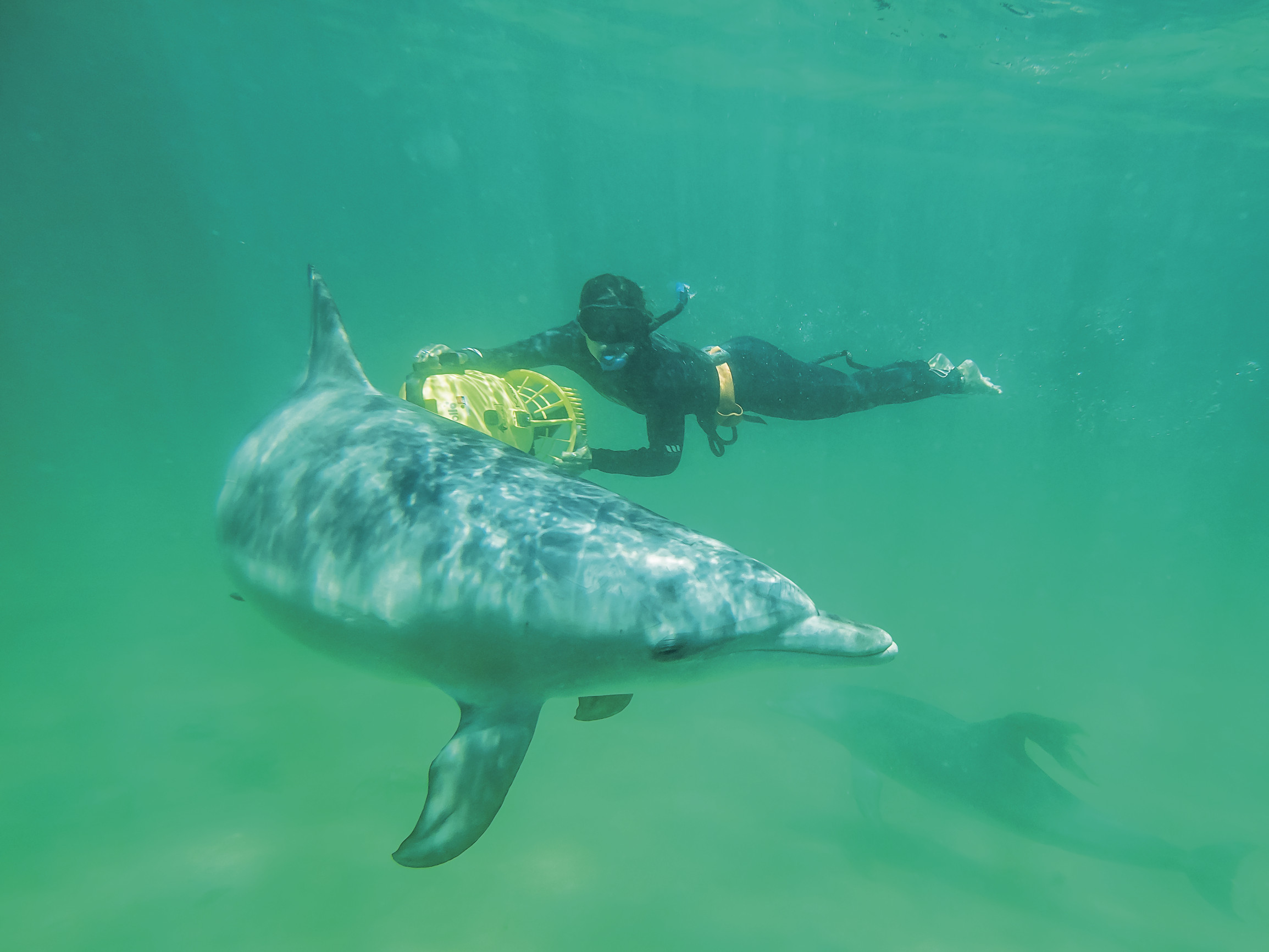 Swim with wild dolphins in rockingham western australia