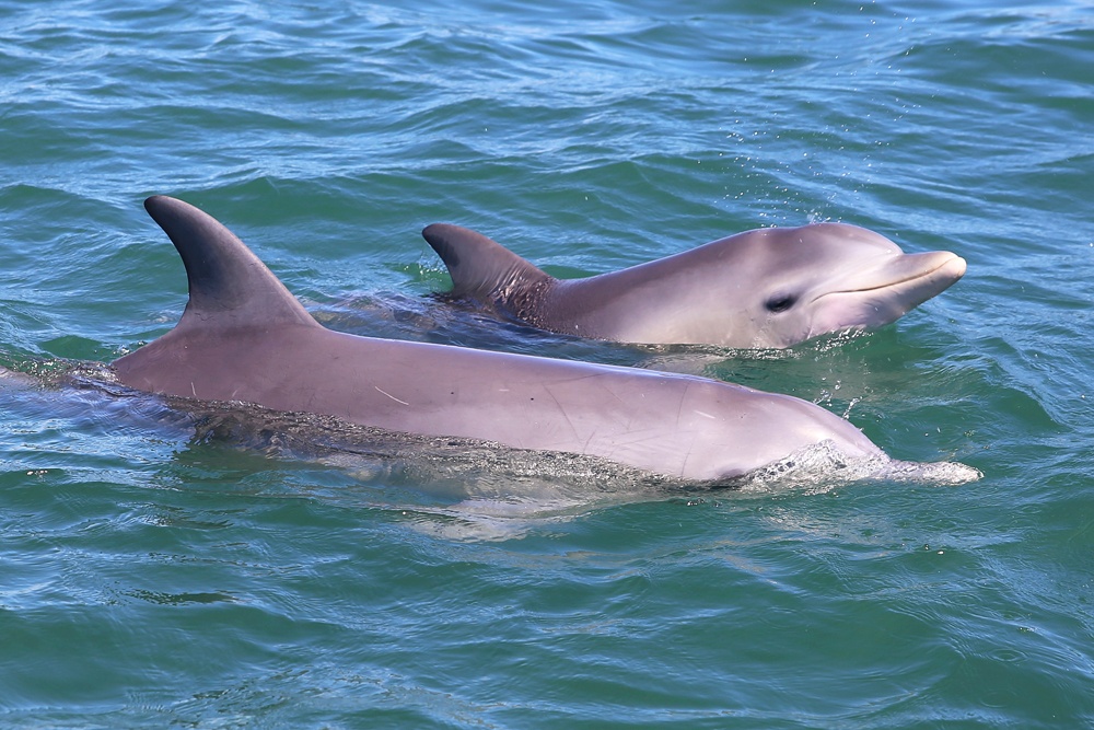 join a dolphin and canal cruise in mandurah
