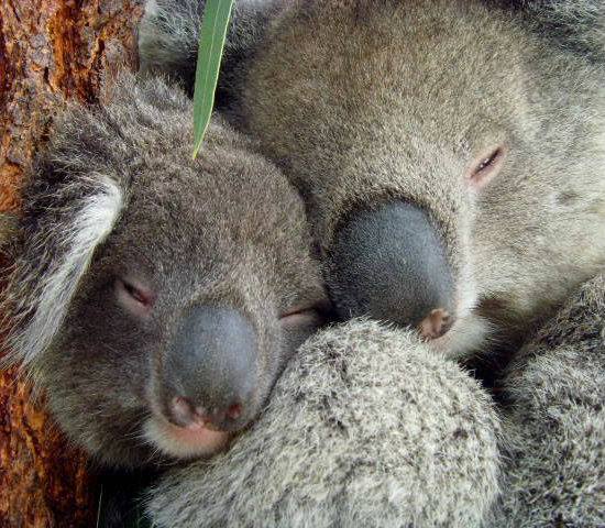 see australian wildlife up close at caversham wildlife park