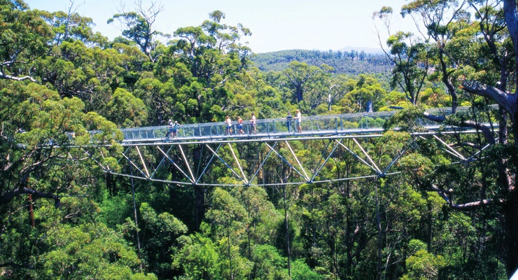 Valley of the Giants - Tree Top Walk