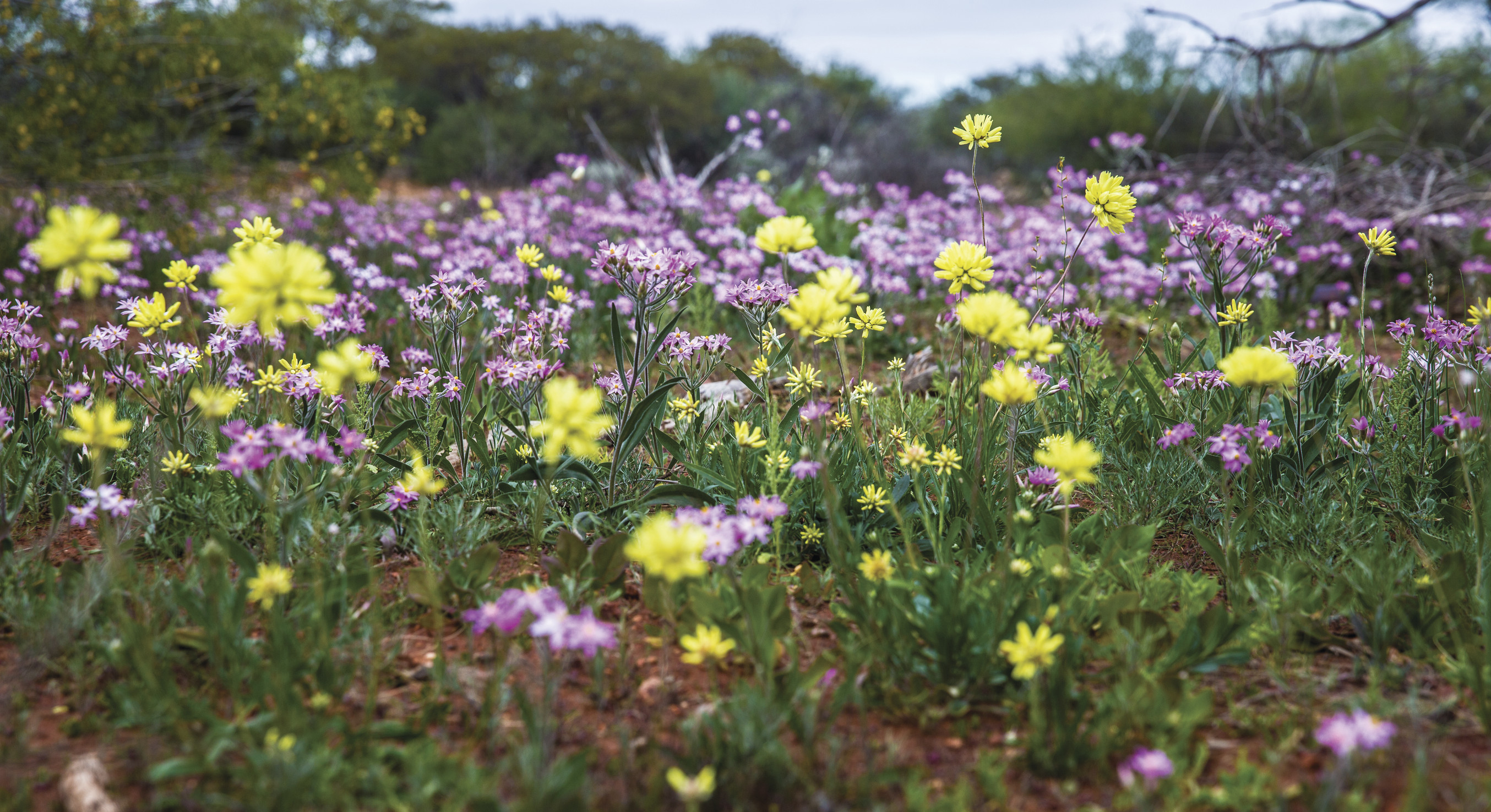 Outback wildflowers, Western Australia