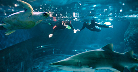 AQWA Shark Dive Perth
