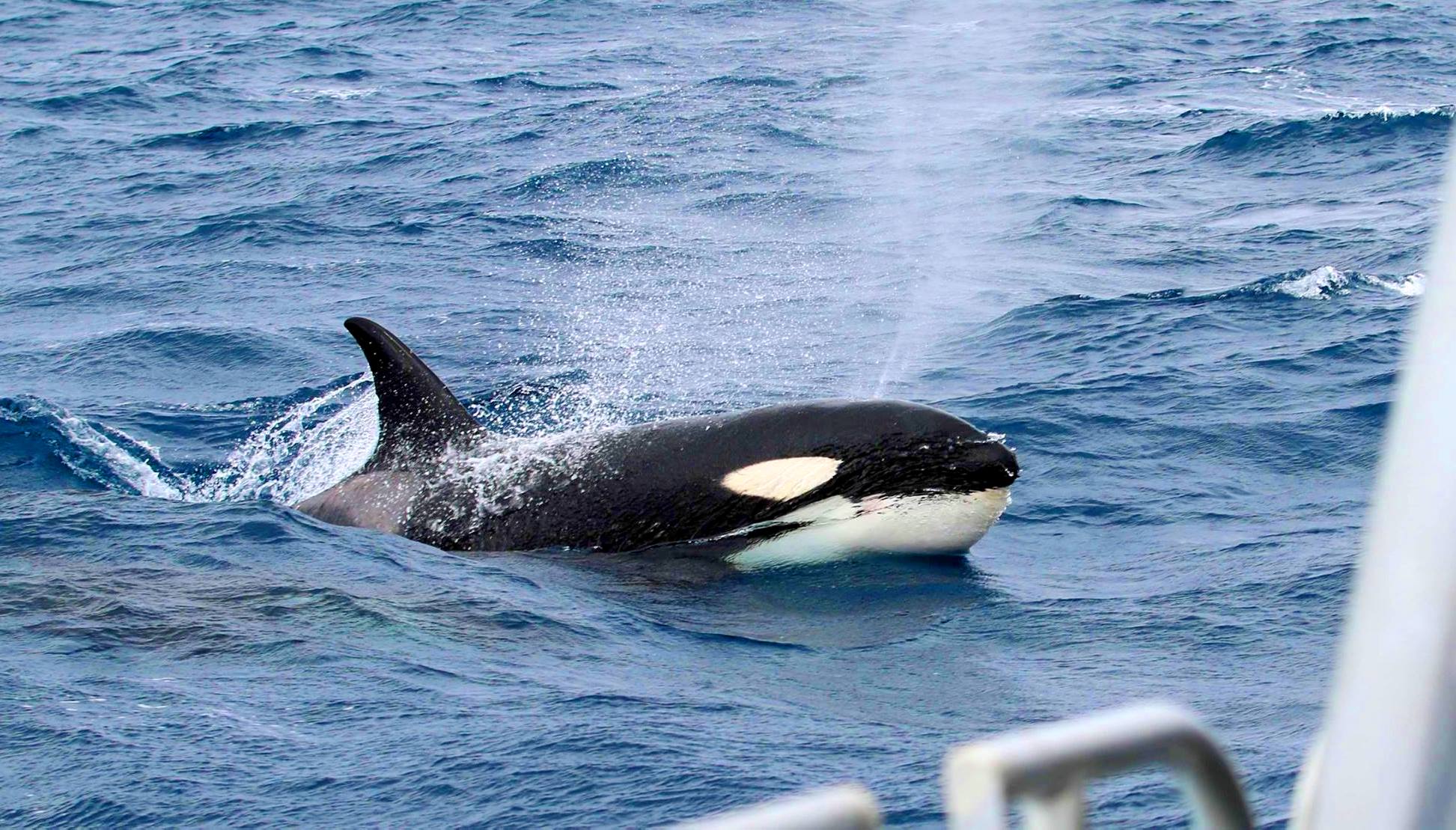 Bremer Bay Canyon Killer Whale Expeditions