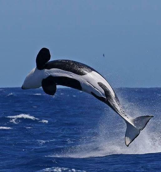 Bremer Bay Canyon Killer Whale Expedition