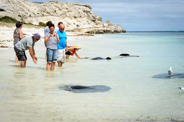 Hamelin Bay Giant Stingrays