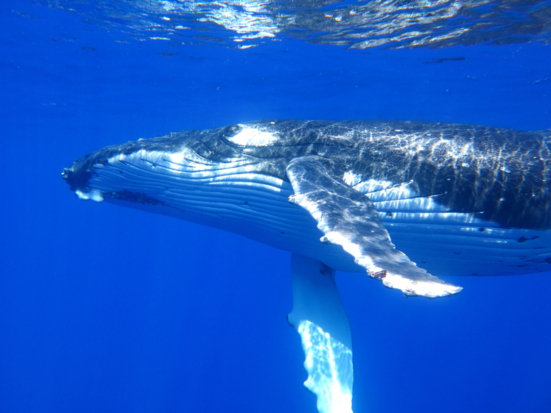Humpback Whale Swim Ningaloo