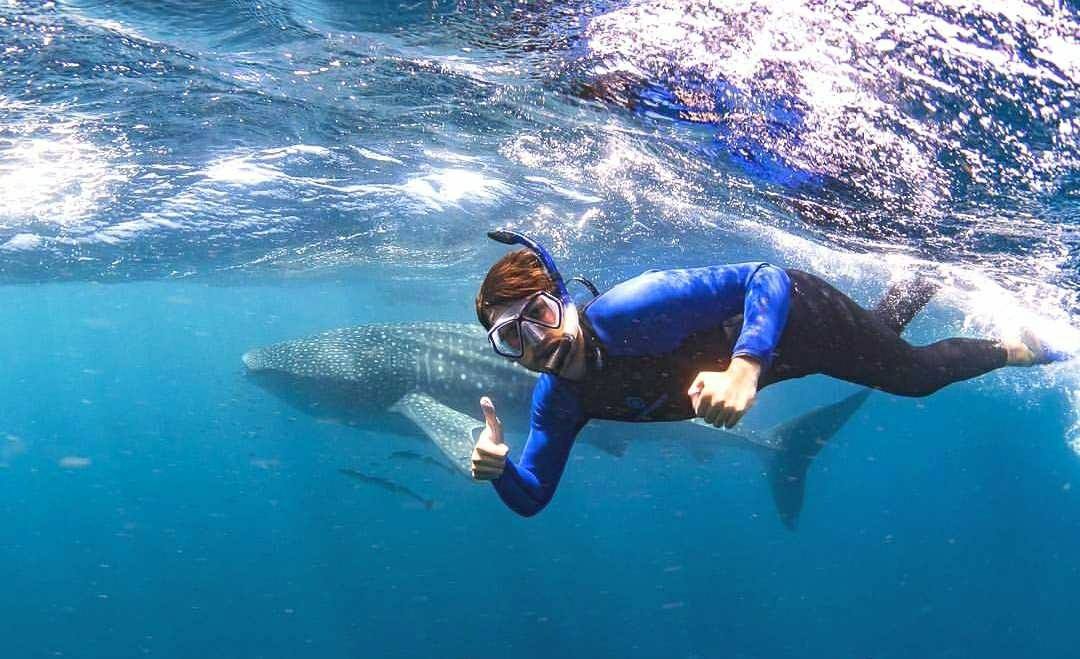 Ningaloo Swim with Whale Sharks