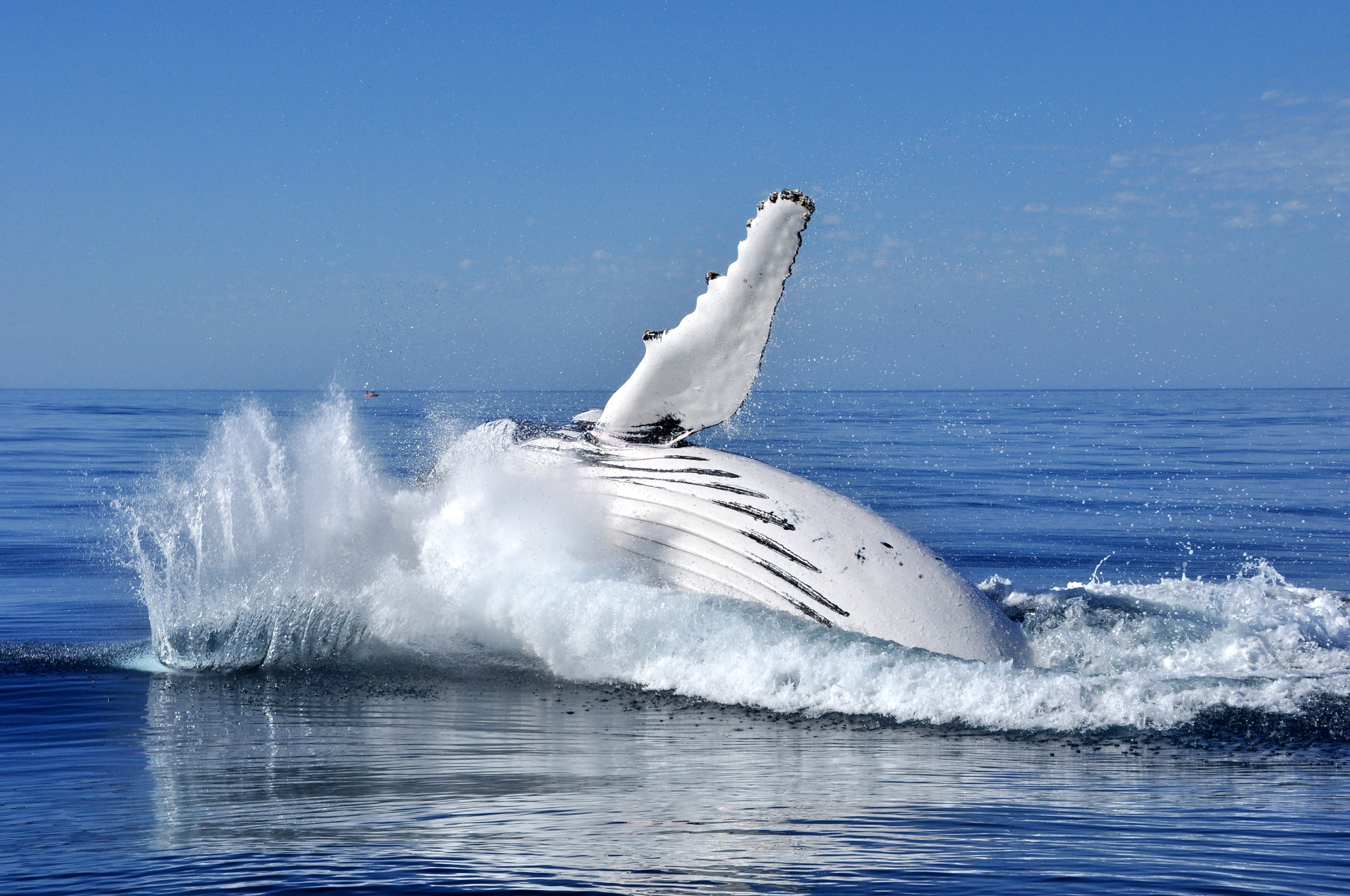 Whale Watching Perth