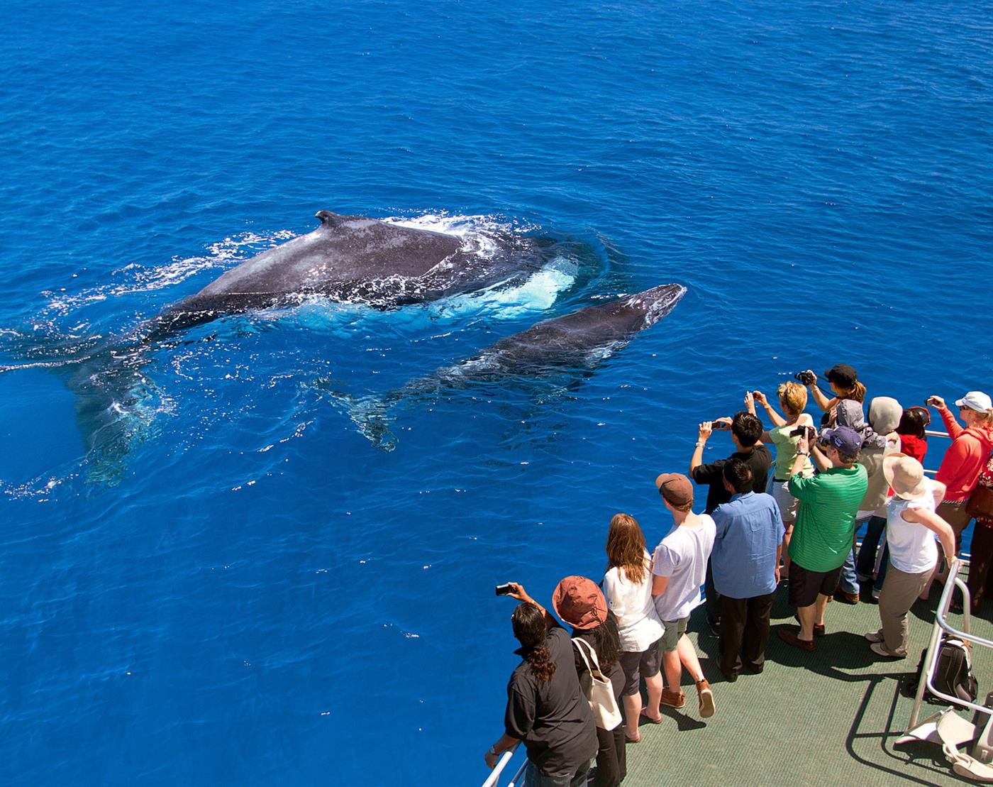 whale watching tour wa