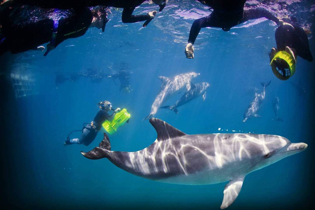 Swim with Wild Dolphins Perth