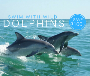Swim with Wild Dolphins on sale Perth