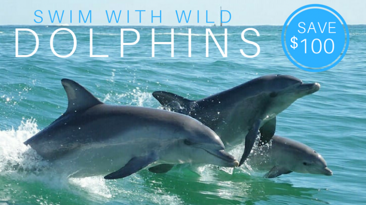 Swim with Wild Dolphins on sale Perth