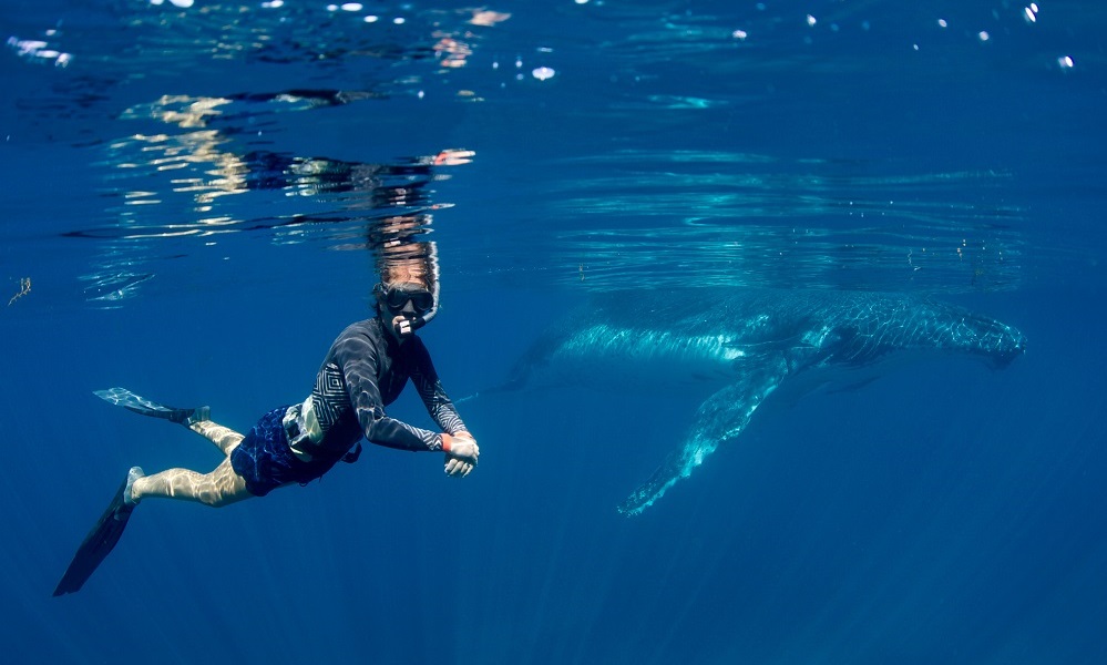 swimming-with-humpback-whales-rory-hodgkinson-prue-wheeler-coral-bay-eco-tour-western-australia