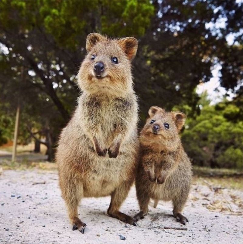 Quokkas, Rottnest Island, Western Australia