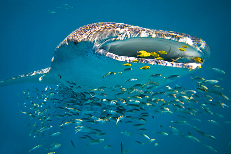 Swimming-with-a-whale-shark