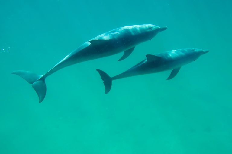 Swim with Wild Dolphins Perth