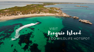 Penguin Island in Perth