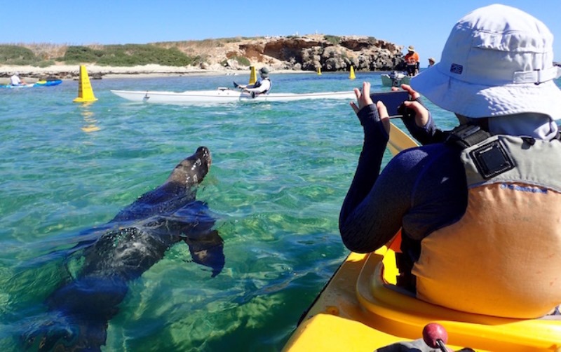 Kayak Penguin Island