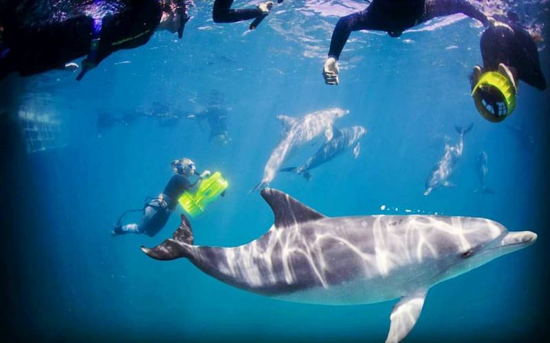 Swim with Wild Dolphins