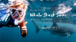 Plan your Swim with Whale Sharks of Ningaloo