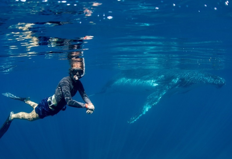 swimming-with-humpback-whales-rory-hodgkinson-prue-wheeler-coral-bay-eco-tour-western-australia