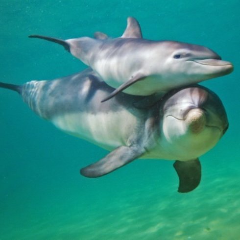 Bunbury Dolphin Discovery Centre
